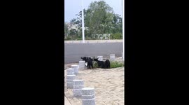 Woman has 'baaa' conversation with lambs