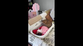 Gentle cat massages sleeping baby