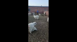 Lamb seeks comfort from caretaker as it cannot find mother