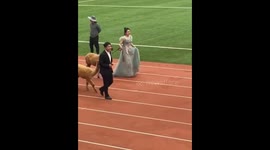 Spooked alpaca tries to break at Chinese university track meeting
