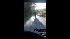 Wild elephant wanders over to truck to look for food