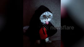 Pet cat dressed as ghost for Halloween looks truly terrifying and cute at the same time