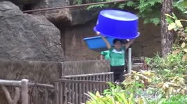 Zoo throws food party for seven-month-old baby hippo