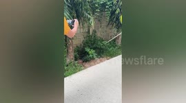 Huge python sparks panic in schoolyard in Thailand