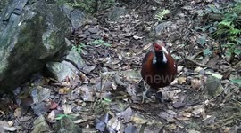 Rare bird discovered in China's Guangxi