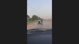 Pet dog cruises along road in motorcycle sidecar