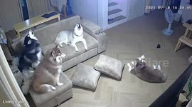 Siberian Husky dogs howl together in living room at night