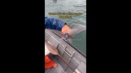 EXCLUSIVE- Brazilian man features rare flying fish with 'pectoral wings' in viral tiktok video (1.8M Views)