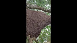 A giant beehive flapped its wings, creating waves of warning for the man not to come near