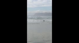 Water-Loving Dogs Waits For Waves On Hind Legs