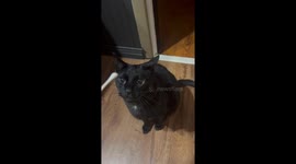 Cat Goes Cuckoo For Cotton Swab