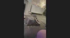 Dachshund caught dreaming with legs hanging out in Middlesbrough