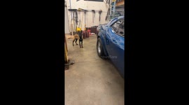 Helpful malinois to the rescue: Fetches air gauge for handy owner