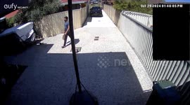 Dachshund And Poodle Team Up Against Delivery Person