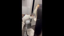 Exclusive- Marlee the cat vs. the wig mannequin: Round 4