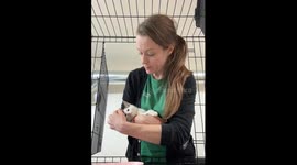 Exclusive - Woman gets pooped on while trying to calm down feisty rescue kitten