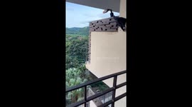 Monkey jumps onto balcony and knocks over furniture in Guanacaste, Costa Rica