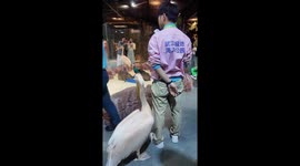 Pelican hides tourist's shoe in its mouth at a zoo