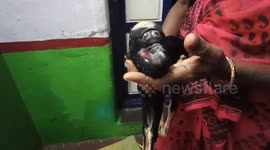 A miracle lamb born with eyes on the forehead instead of the side of the head. Many people watched.