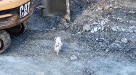 The first ever canine fan of construction sites
