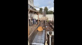 Exclusive - Massive tree grinding video captivates 5 million viewers on TikTok