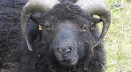 Funny sheep chewing grass and staring at the camera. Paris suburb, Yvelines, Bois d'Arcy, France. 4 November 2024