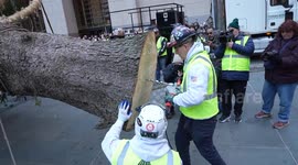 US: 2024 The Rockefeller Center Christmas Tree arrived on the Plaza