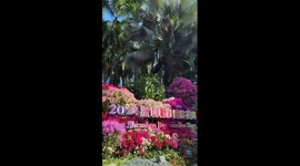 Bougainvillea show held in China's Shenzhen