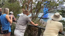 Red bull cliff diving world final, Sydney, Australia