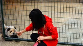 China: Visitors view a dog painted to look like a panda in Yichang