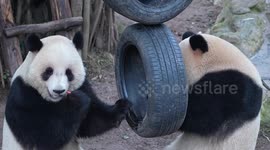 China: Two Giant Pandas Play at Chongqing Zoo