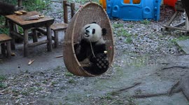 China: A Giant Panda Plays at Chongqing Zoo