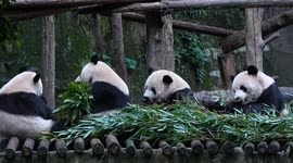 China: Giant Pandas Eat Around A Table at Chongqing Zoo