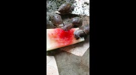 It's easy to rare snails. This is my little snail farm. Oh! How I love the way they eat. Have you seen snails eat this close?