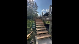Born to Fly, Forced to Use the Stairs