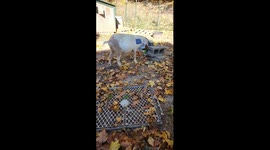Hope Springs Eternal for Joe the Goat