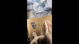 Using the Cat to Open Boxes