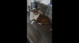 When It's Time to Leave Your Dog at Home