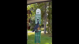 Litterbug Raven Causes Chaos