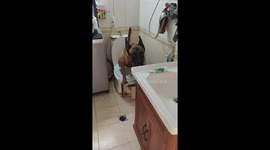 Dog uses the toilet and flushes it in Heilongjiang