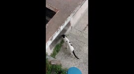 Cat attempts to catch pigeon in Dock Sud, Argentina