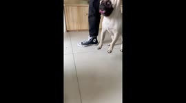 Pug resists medication in humorous struggle
