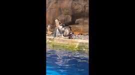 Zoo visitors shocked as three penguins begin mating