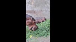 Baby hippo delights zoo visitors in wake of Moo Deng popularity