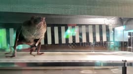 Vampire bats have been running on treadmills for science