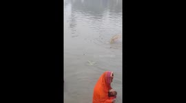 Venomous snake appears in river as women hold religious ritual
