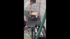 Cat tries to avoid leaving cage at vet clinic