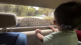 Leopard climbs into the back of family's pickup truck at safari