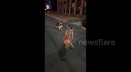 China: Husky is Tangled by Dog Leash