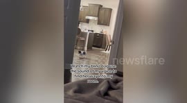 Blind dog navigates her world using verbal cues like